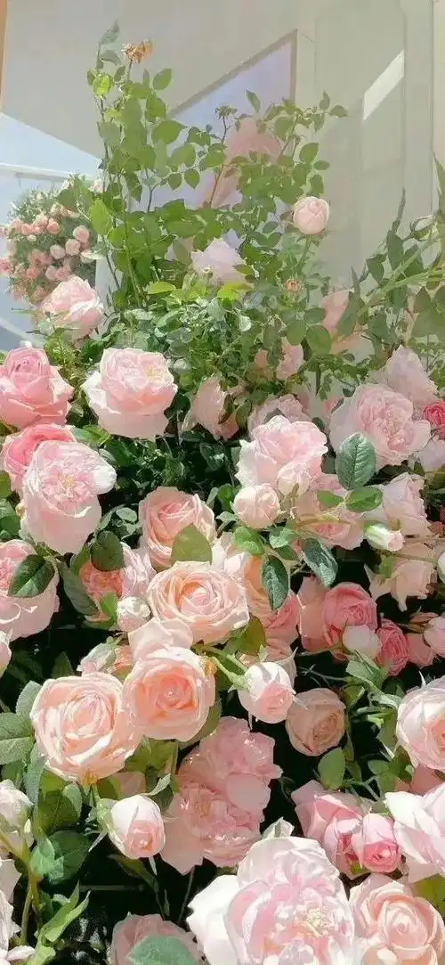 壁纸,朋友圈背景图,表情头像- 爱你们哟立刻设我为-/抖音去水印神器抖