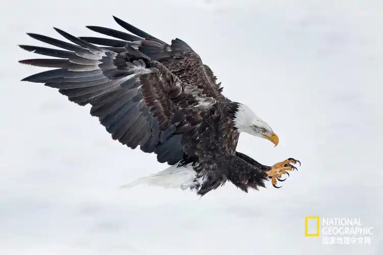 试听90秒第30集满头白发的美国队长秃头鹰丨baldeagle
