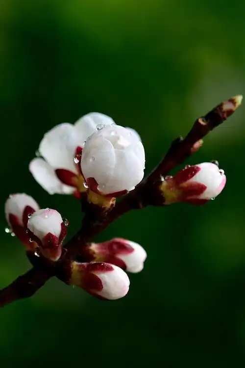 【原创摄影】唯美杏花