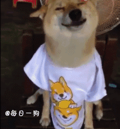 柴犬被越来越多的人认识,随着doge脸的走红,面对主人的咸猪手一脸傲娇