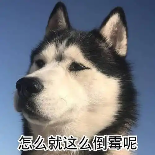 萌宠gif汪星人gif怎么就这么倒霉gif倒霉到家了gif憨憨gif可爱gif