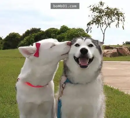 32张「上班前看一下会笑,下班后看一下也会笑」的超治愈人心动物笑脸