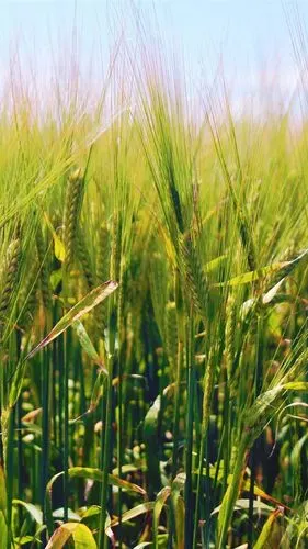 麦田,绿色 iphone 壁纸