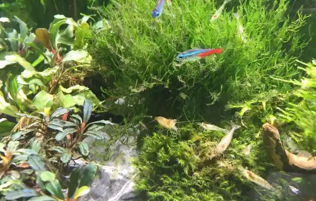 鱼缸中的黑毛藻最佳除去的方法?