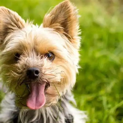好看的狗狗头像高清约克夏梗犬喜欢的不用客气