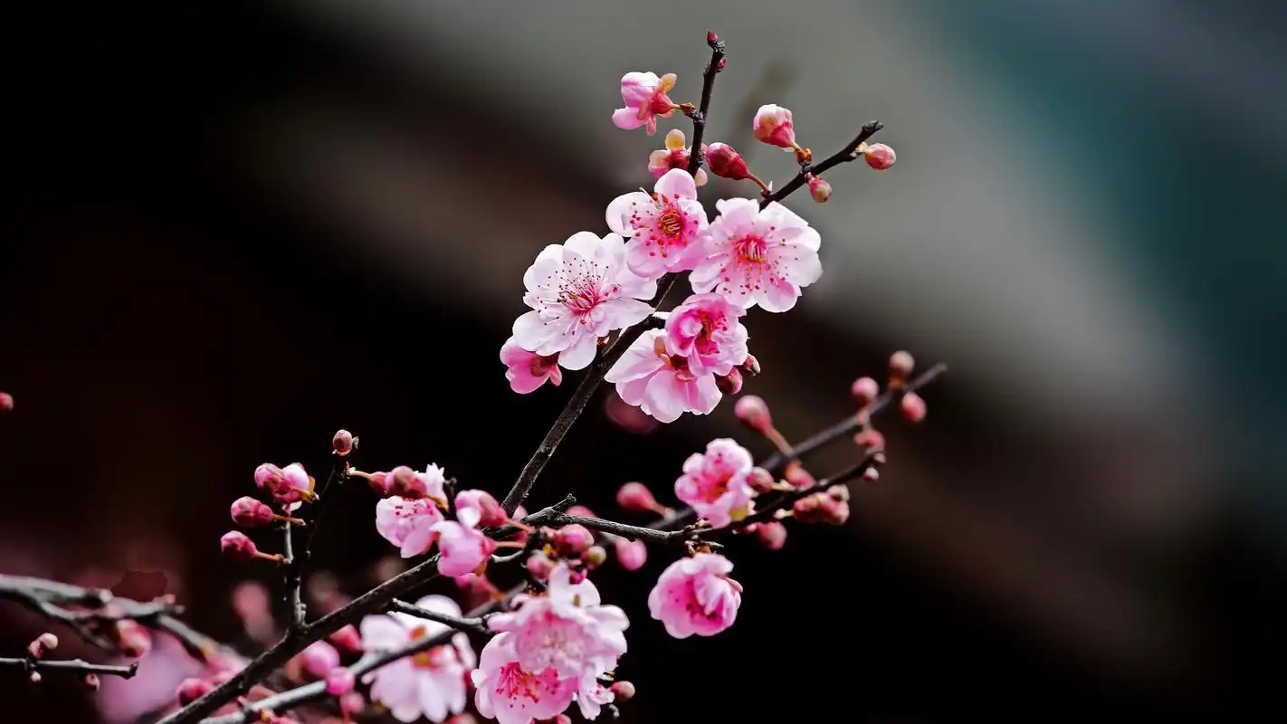 雨后梅花宽屏电脑高清壁纸高清大图预览其它尺寸_植物壁纸下载_美桌网