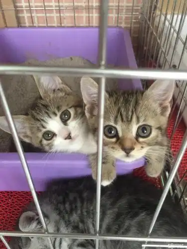 自家繁殖蓝猫美短