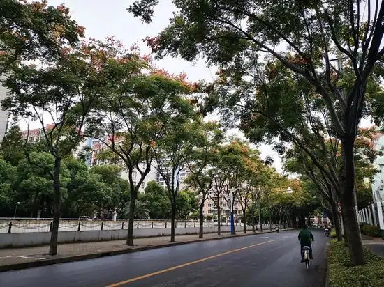 秋意渐浓沪上这14条林荫道上的栾树美不胜收