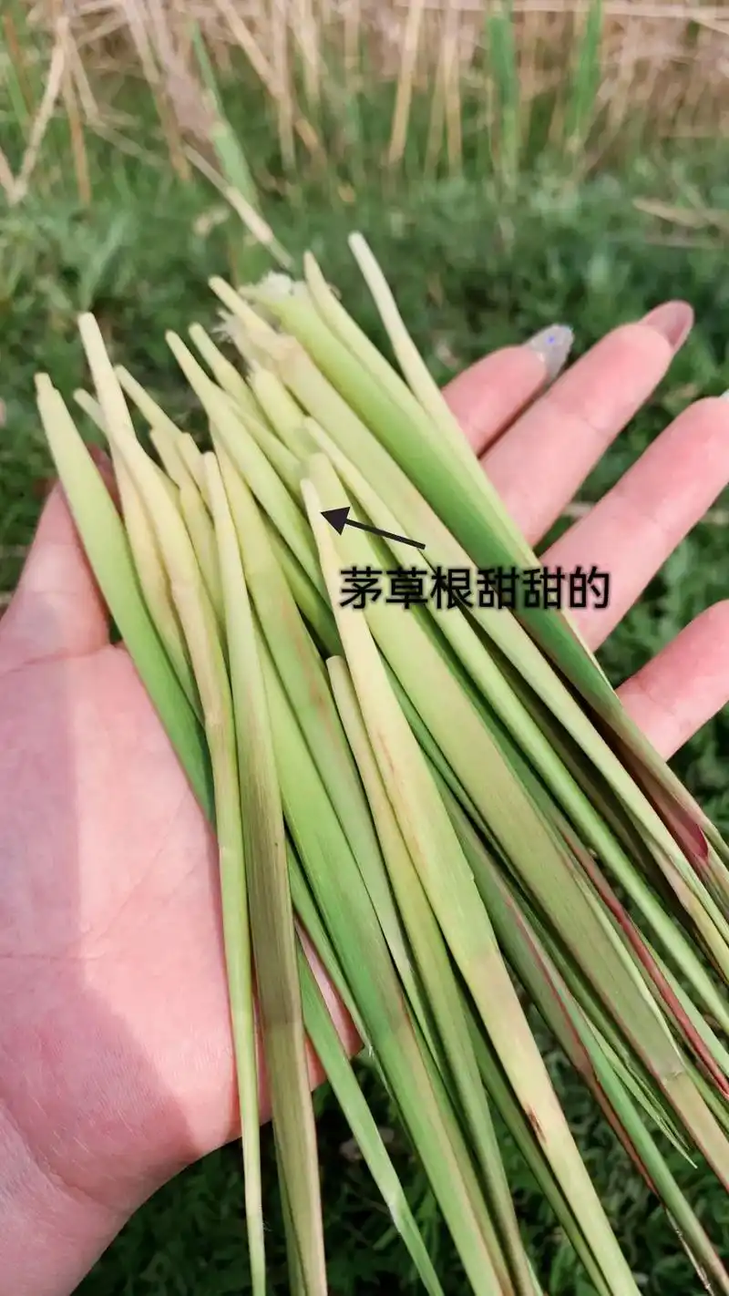 三农 #乡村味道  你小时候吃过吗? 甜甜的茅草根藏在土里 - 抖音