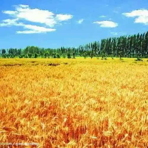 金色麦田82005690头像