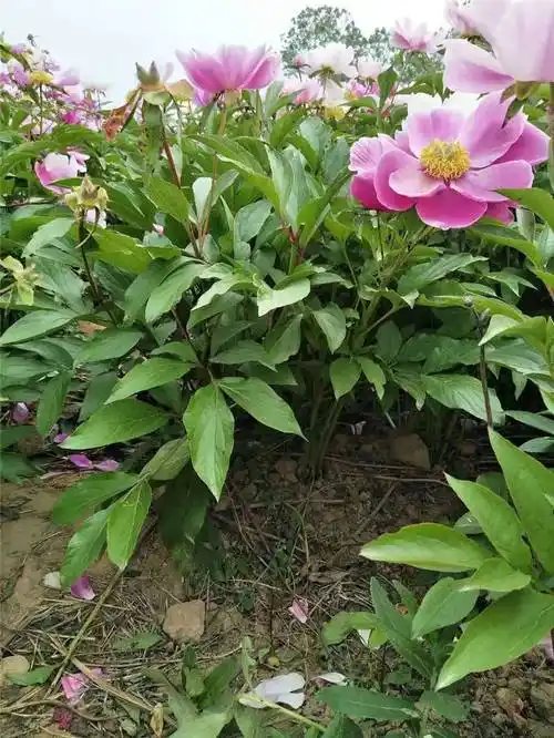 白芍药材赤芍的功效与作用适应东北种植