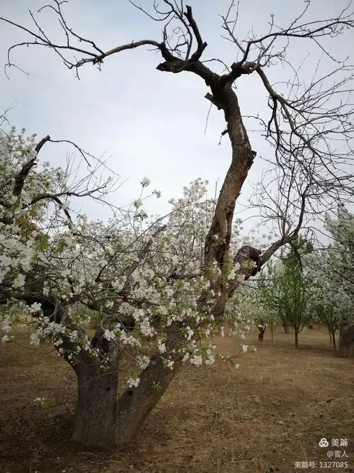 百年老树海棠花