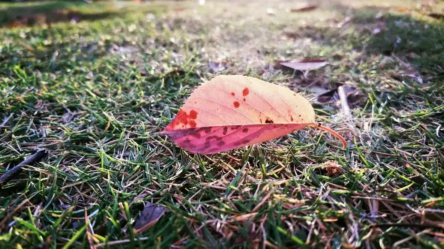 不是不能服从你,只是受不了你的怪脾气