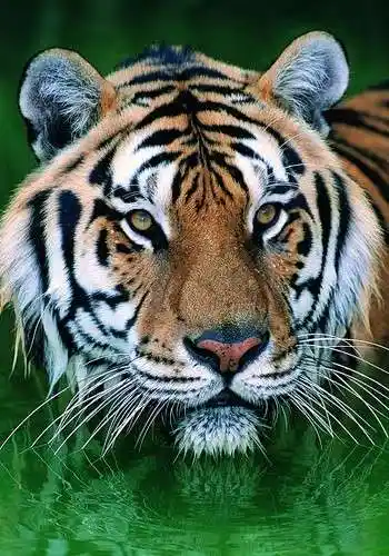 美国家庭超爱豢养凶猛野兽