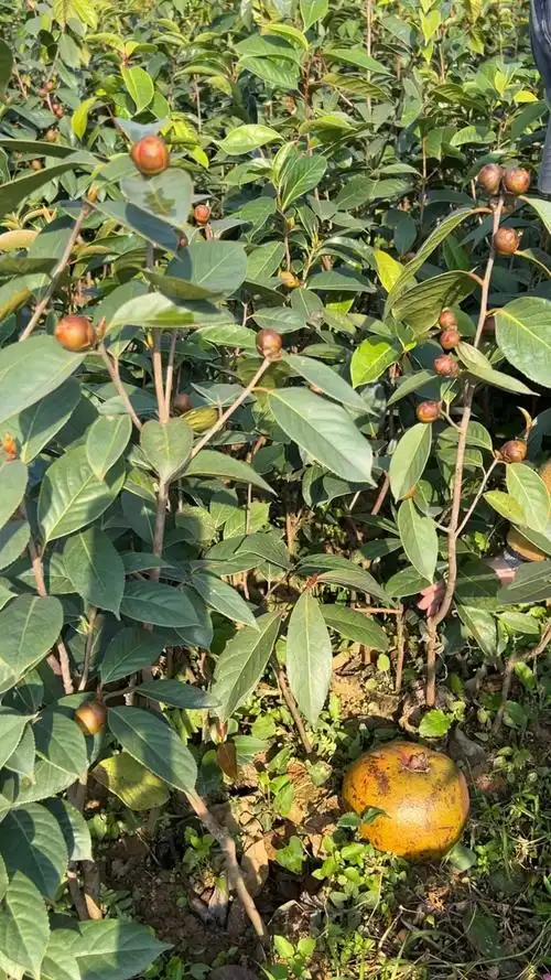 广西大果红花油茶嫁接苗种植基地,红花茶油树苗上市带原土嫁接