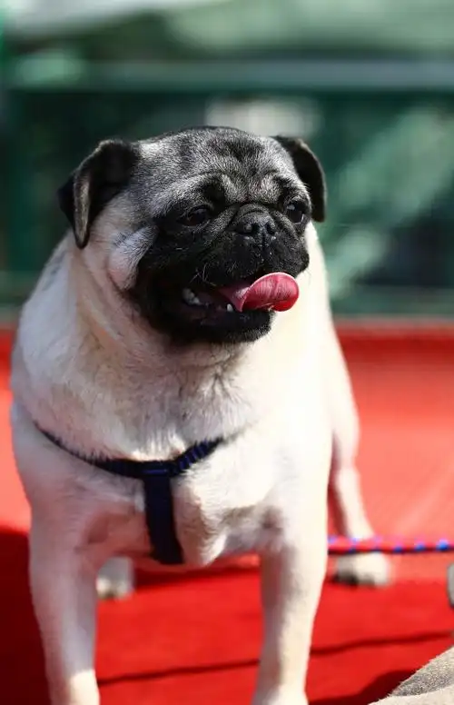 狗狗各种萌萌的眼神