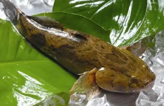 原标题:广东东莞市笋壳鱼养殖市场前景广阔3月1日下午,东莞水产论坛第