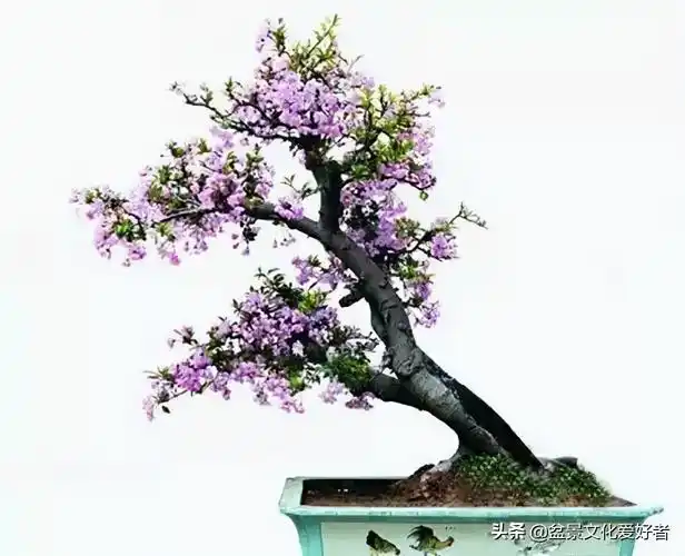 垂丝海棠的特点是什么(垂丝海棠盆景的欣赏)插图(4)
