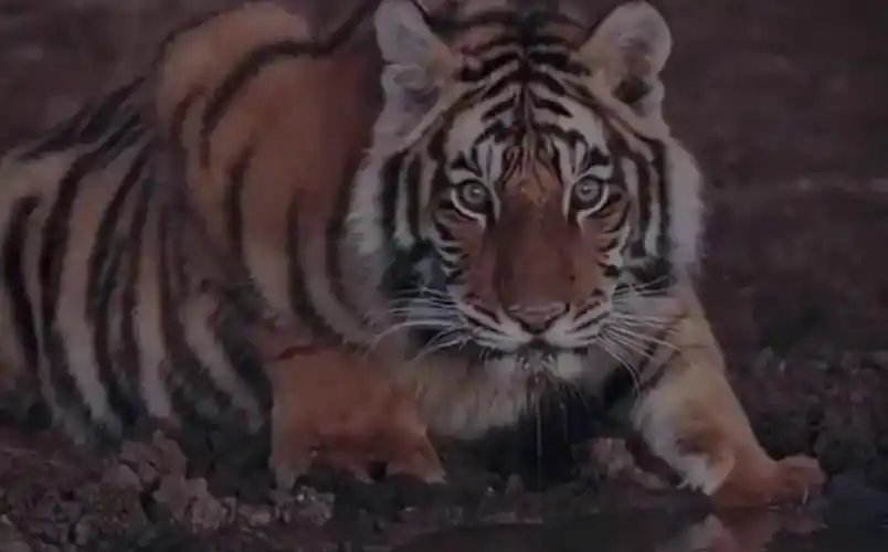 每天和猛虎对视一分钟,可以治愈猥琐习惯,猛虎的眼睛会让你的雄心越来