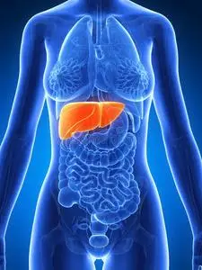 上的肝脏照片与灰色背景女性肝脏矢量插图五颜六色的人体器官与肝脏