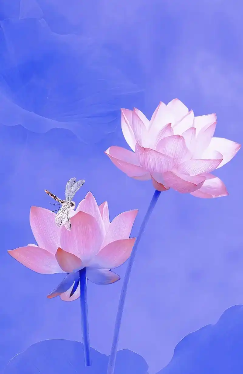 一花一净土,一土一如来;一念心清净,处处莲花开.愿天使在人间 - 抖音