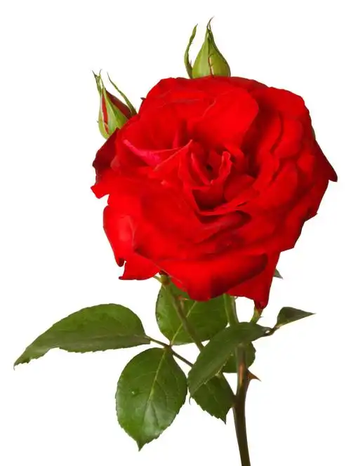 红玫瑰在花瓶上白色隔离七夕520情人节214情人节红色玫瑰爱她就购了