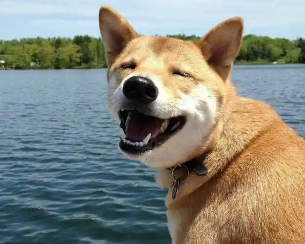 大家笑的特别开心的照片是什么样的?