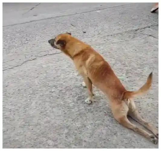 狗狗后腿的原因,补再多钙都没用!_关节