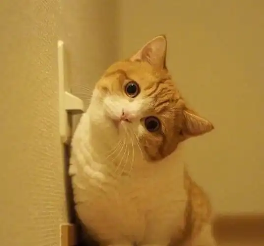 尤其是当你喜欢对着你歪头的卖萌的时候你能扛得住吗?