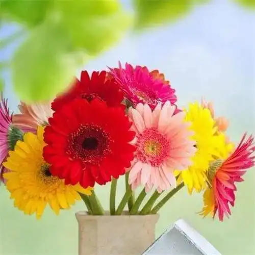 唯美清新静物创意头像图片_微信头像_头像屋