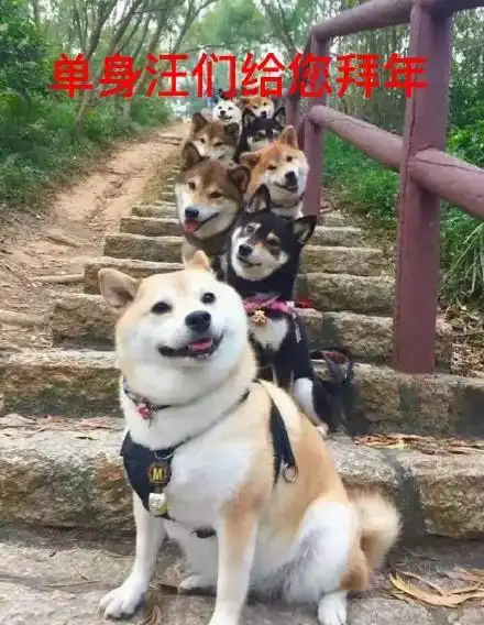 单身汪们给您拜年 - 祝大家早日脱单_单身狗_ddoge_萌萌哒表情