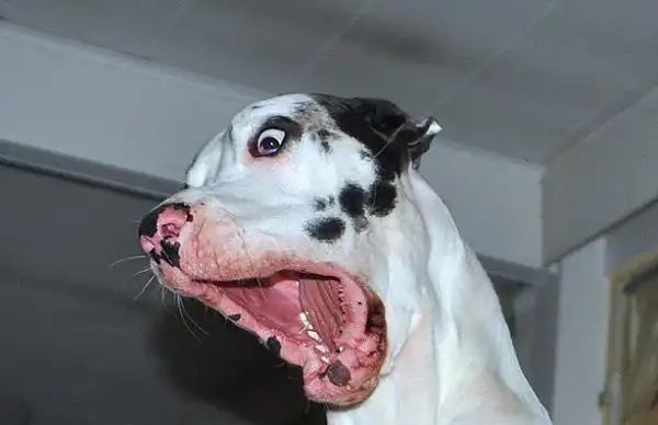 滑稽有趣芬兰大丹犬面对镜头做鬼脸调皮组图