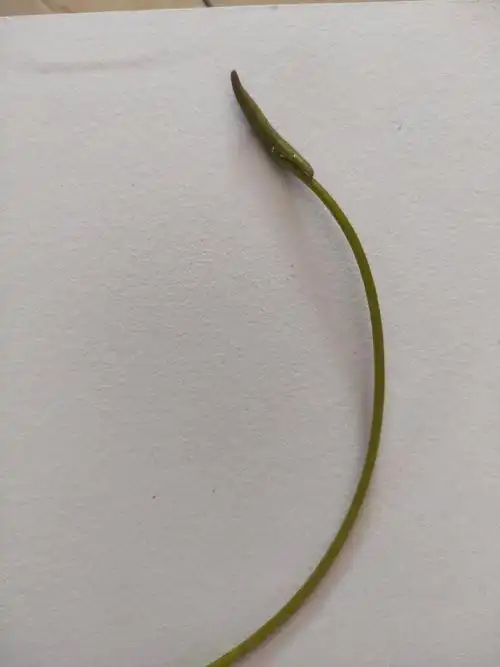 睡莲的观察日记——记录员:郑承新