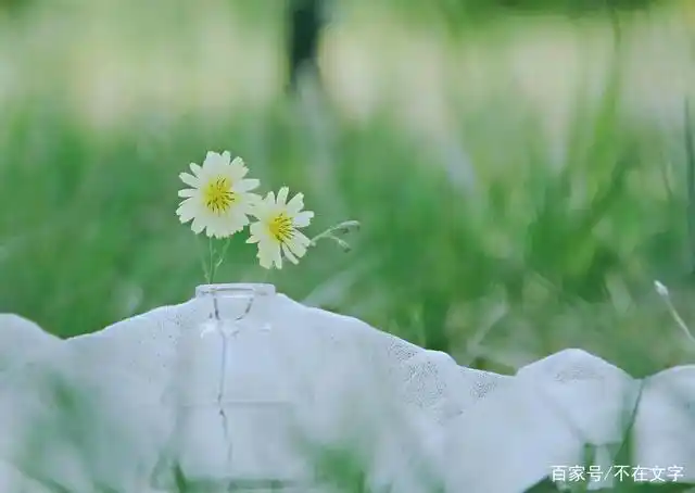 森系文艺范的唯美句子,简短干净,温暖走心!