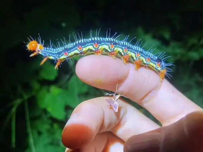 苎麻夜蛾arcte coerula__财经头条