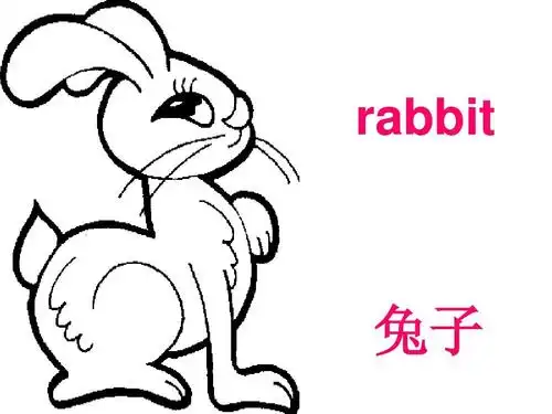 rabbit 兔子