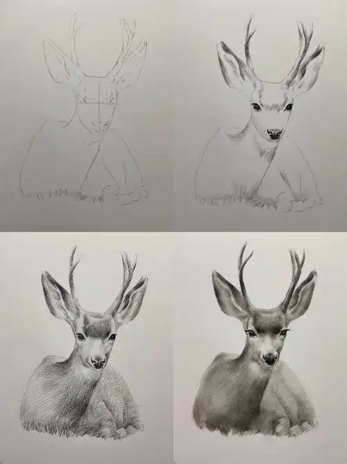 素描动物|草原上的麋鹿!