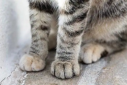 女人,站立,草丛,雏菊,脚趾躺在床上的情侣脚丫特写女青年,躺着,沙发