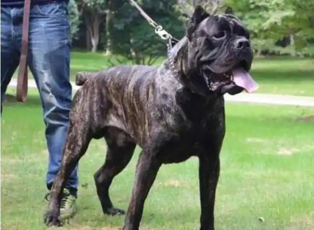 中国十大禁犬,凶起来能把人咬死(主人也不放过)