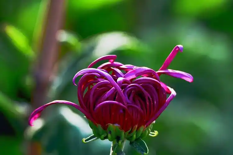 《秋菊》 2019年秋月