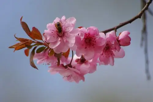 美人梅(紫叶梅)