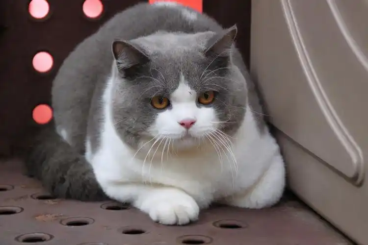 纯种英短猫的眼睛颜色主要为深金色,铜色,蓝色和深绿色,它们的毛发