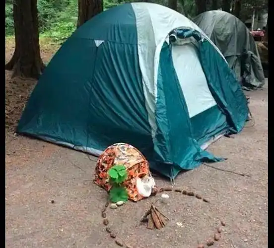 网友一家都出去露营了,还给猫咪搭了个小帐篷,也太可爱了吧!