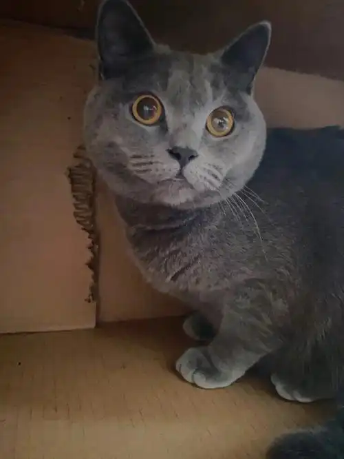 蓝白猫帮我看一下