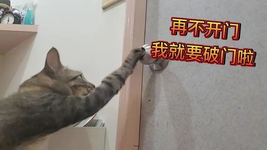 胖子沈与屁孩喵