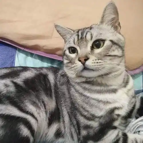 英短虎斑猫多少钱一只猫星人美短银虎斑