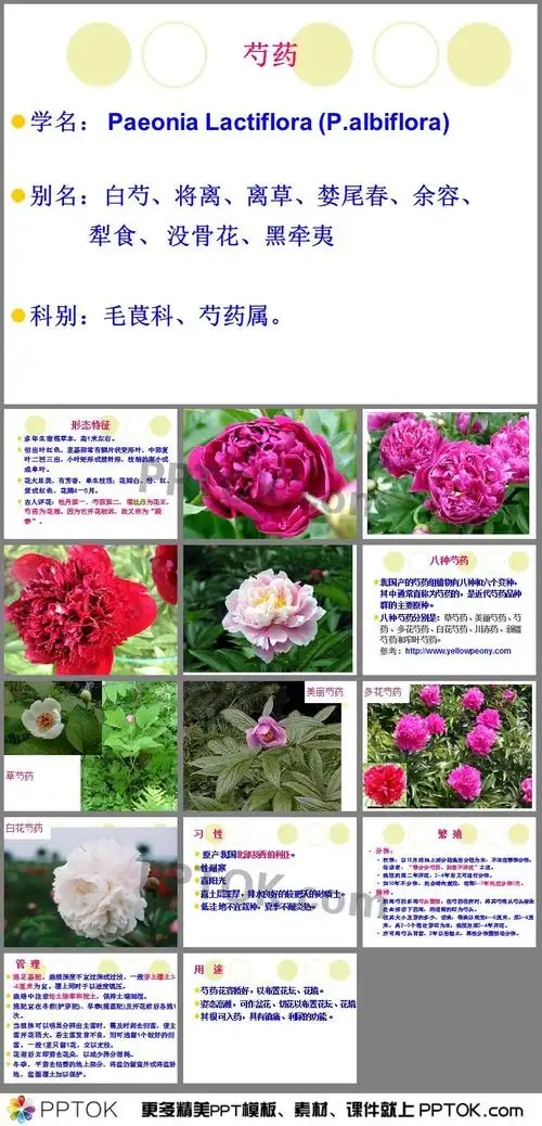 芍药ppt