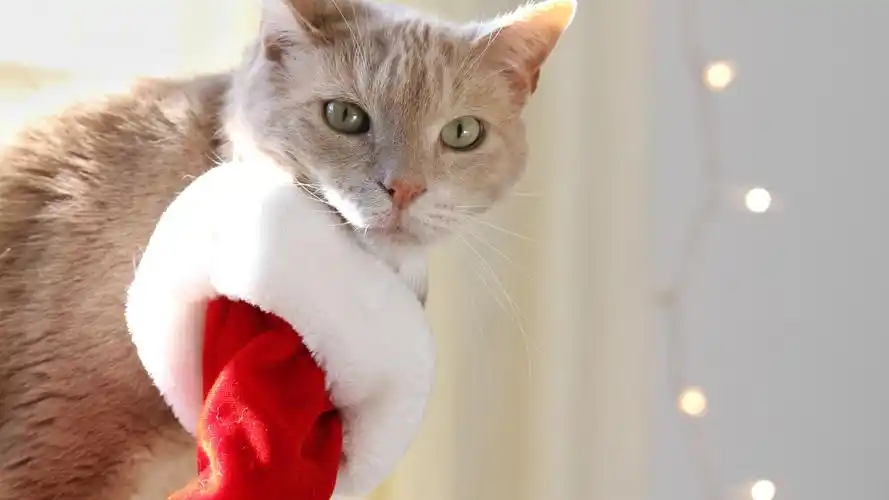 可爱萌物小猫咪壁纸_呆萌撒娇的宠猫