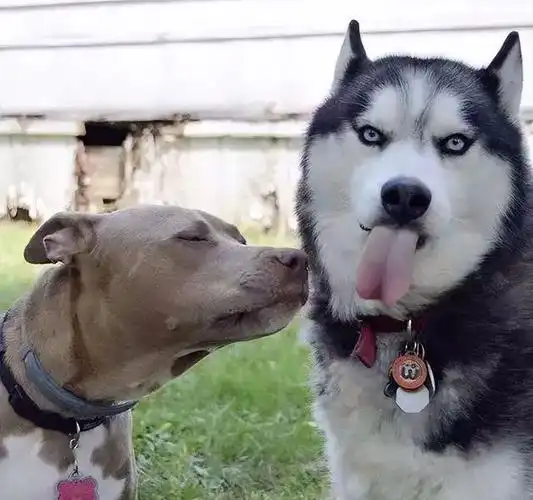 3种"忠诚"的狗和3种"撒手没"的狗,养狗人的悲欢并不相通