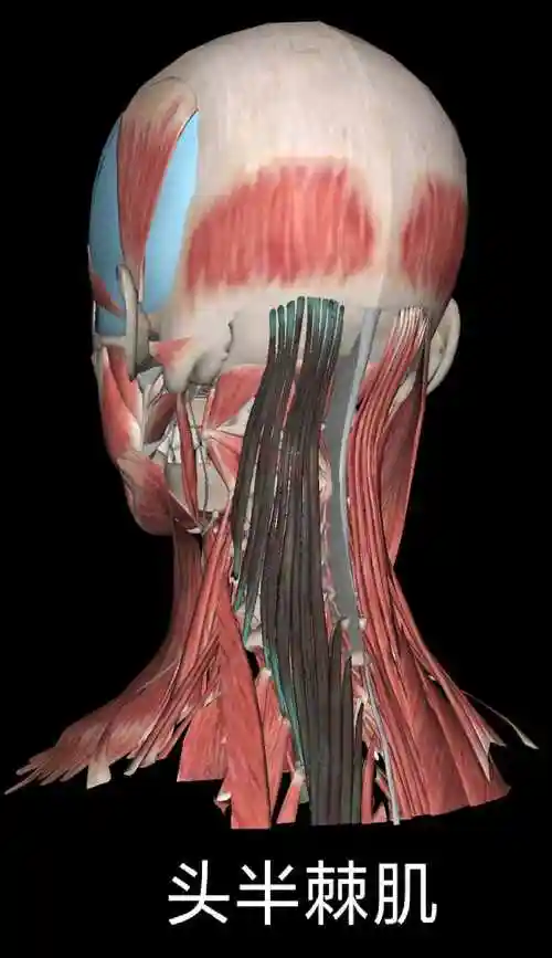 颈部肌肉!(浅谈颈部解剖之"肌肉"!)_环球信息网